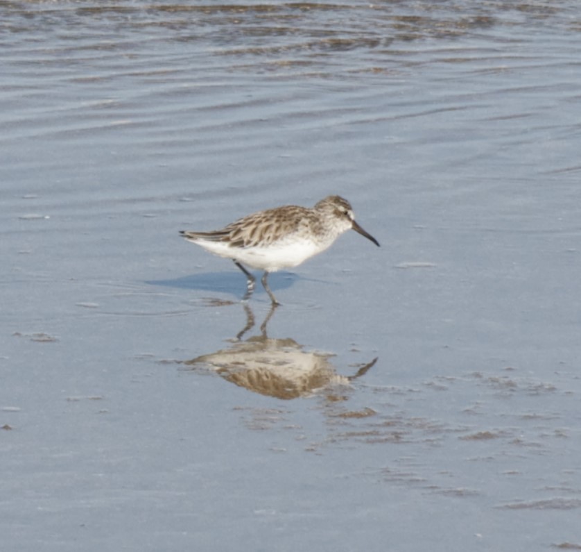 Грязовик - ML643932215