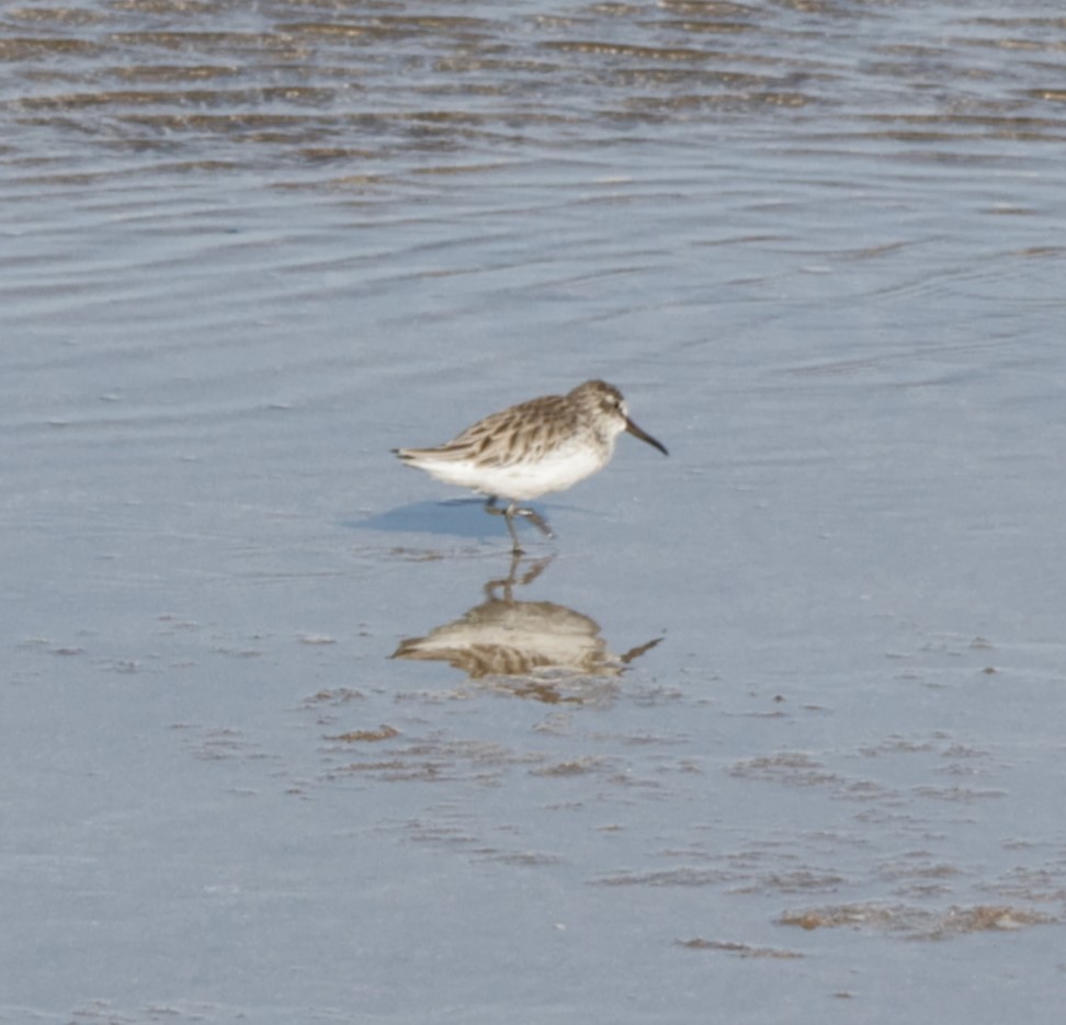 Грязовик - ML643932216