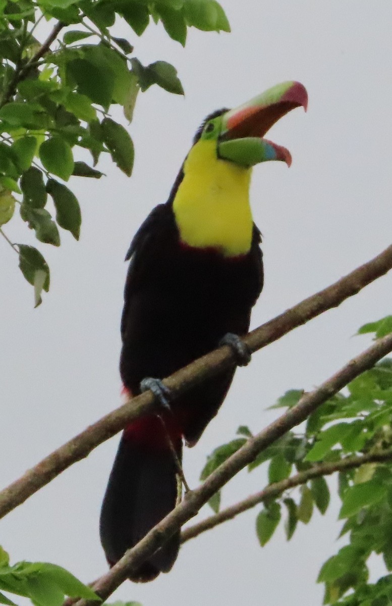 Keel-billed Toucan - ML643932218