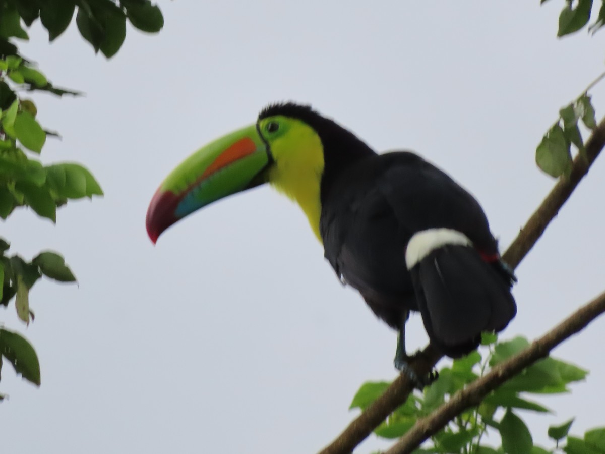 Keel-billed Toucan - ML643932219