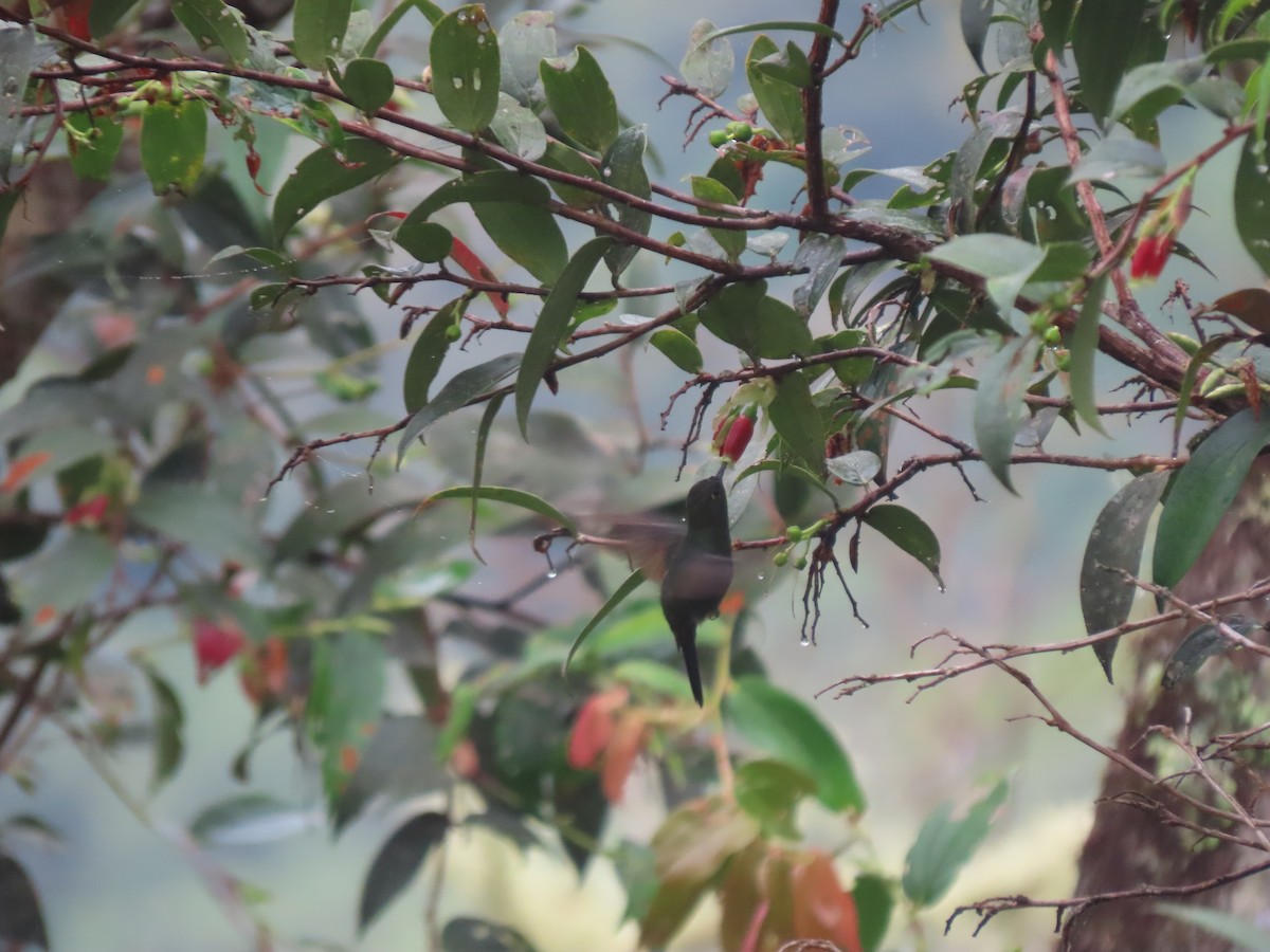 Calzadito Verdoso Sureño - ML643932220