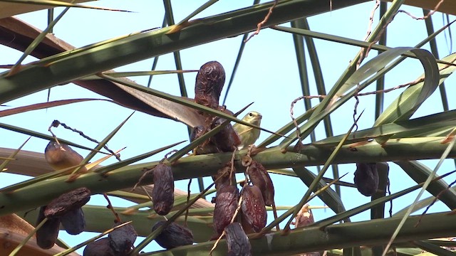 Червоїд світлобровий - ML643932239