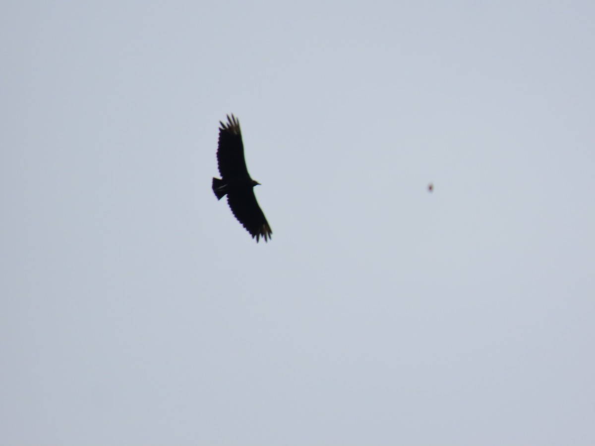 Black Vulture - ML643932243