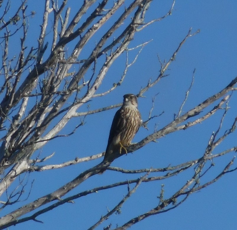 Merlin - ML643932246