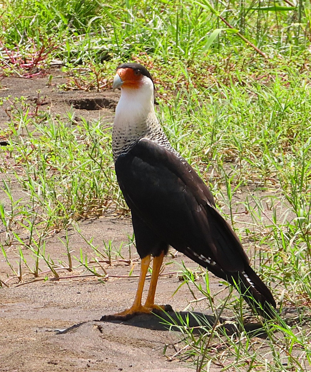 karančo jižní - ML643932282