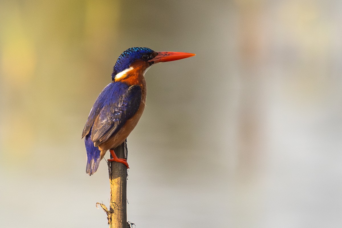 Malachite Kingfisher (Sao Tome) - ML643932290