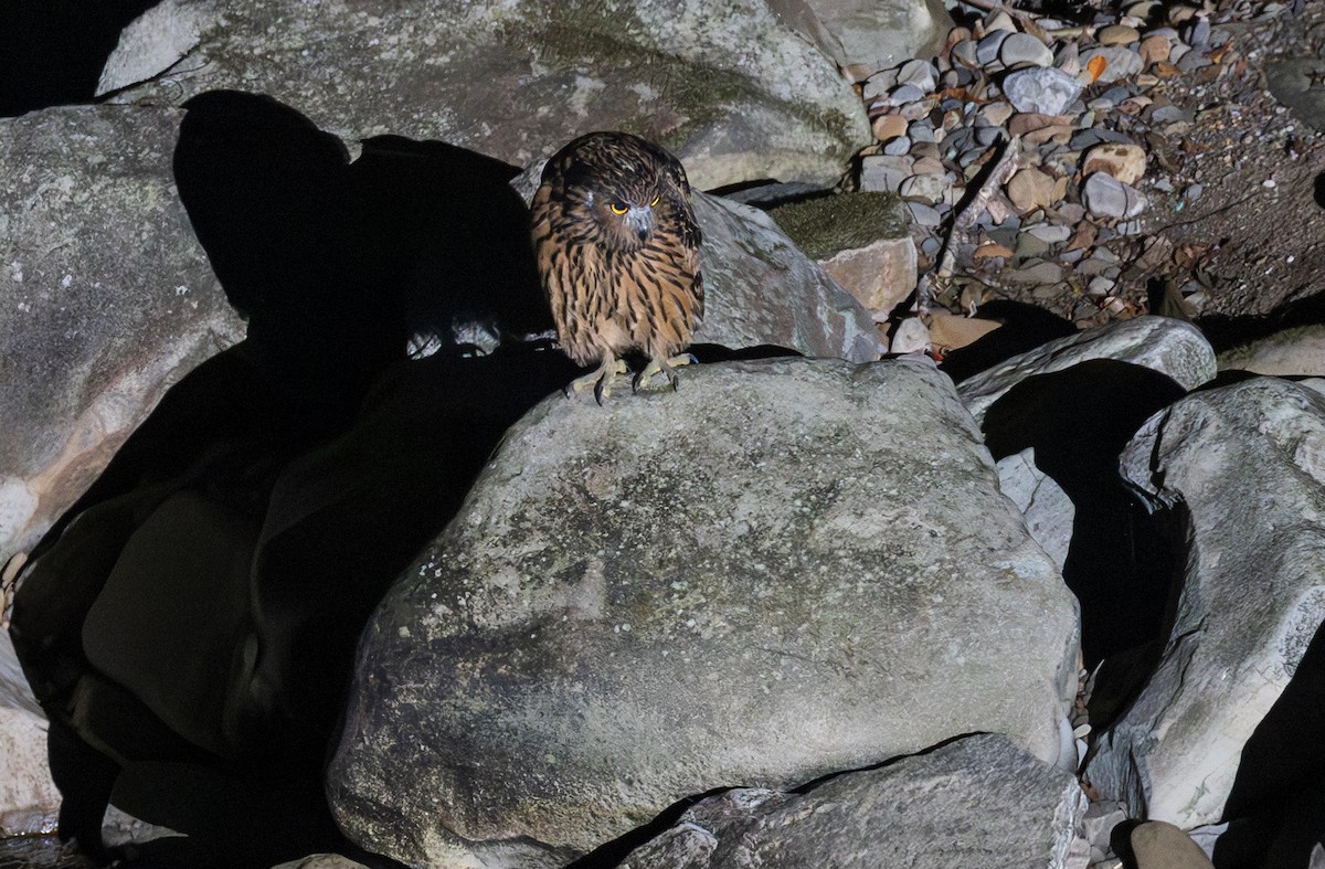 Grand-duc roux - ML643932322