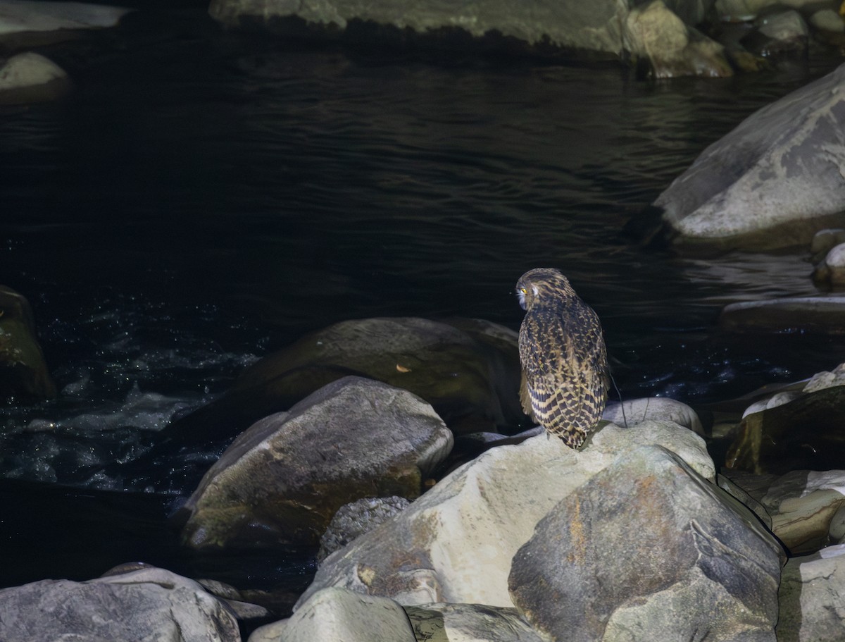 Grand-duc roux - ML643932323