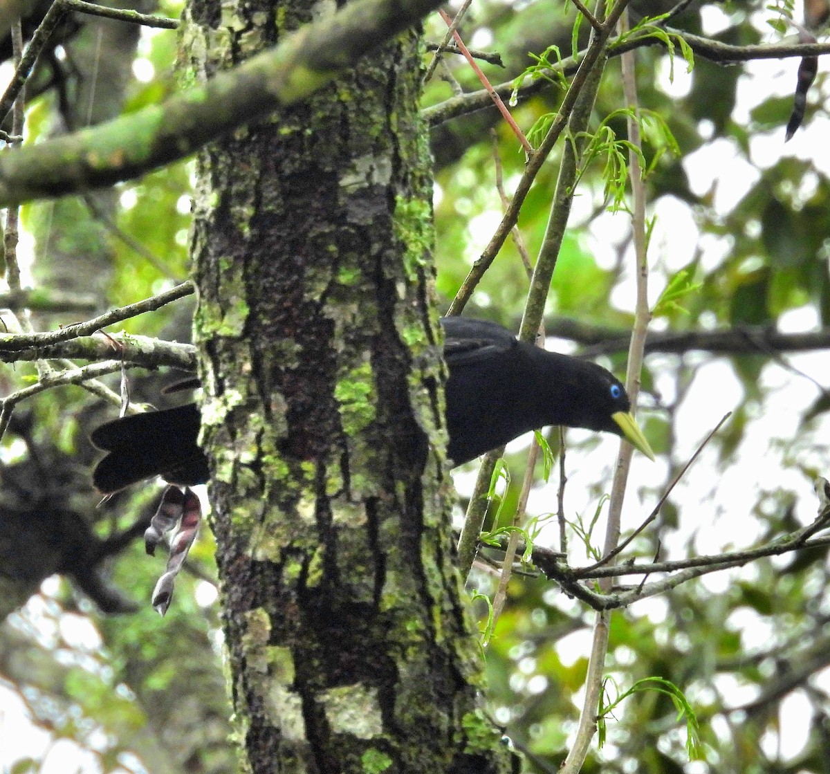 Red-rumped Cacique - ML643932368