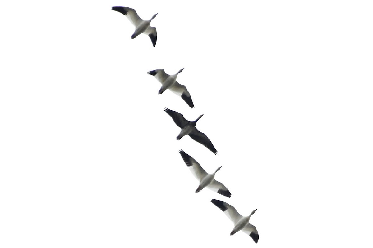 Snow Goose - ML643932374
