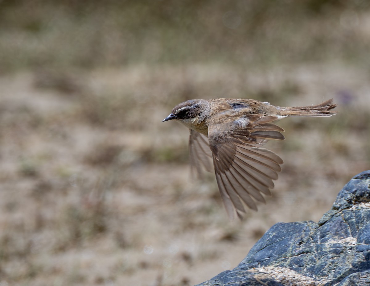 pěvuška hnědavá - ML643932381