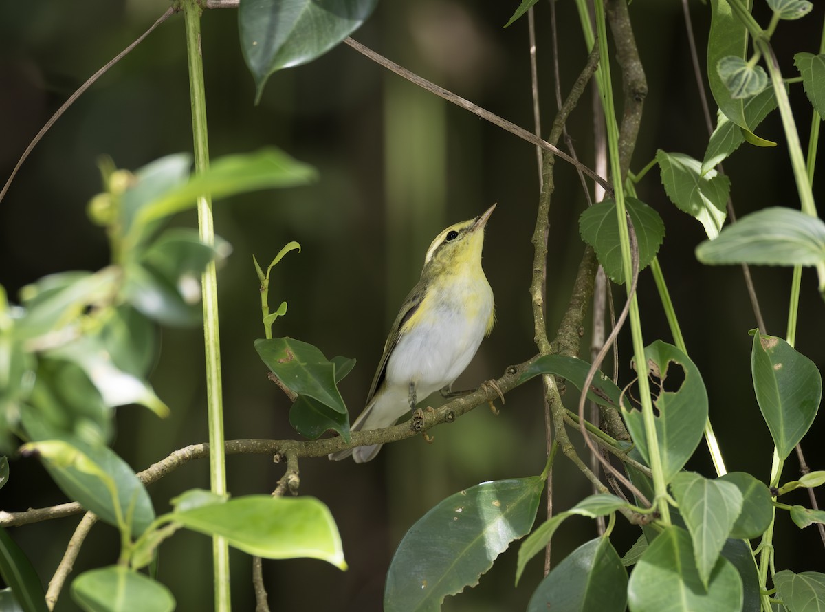 Waldlaubsänger - ML643932387