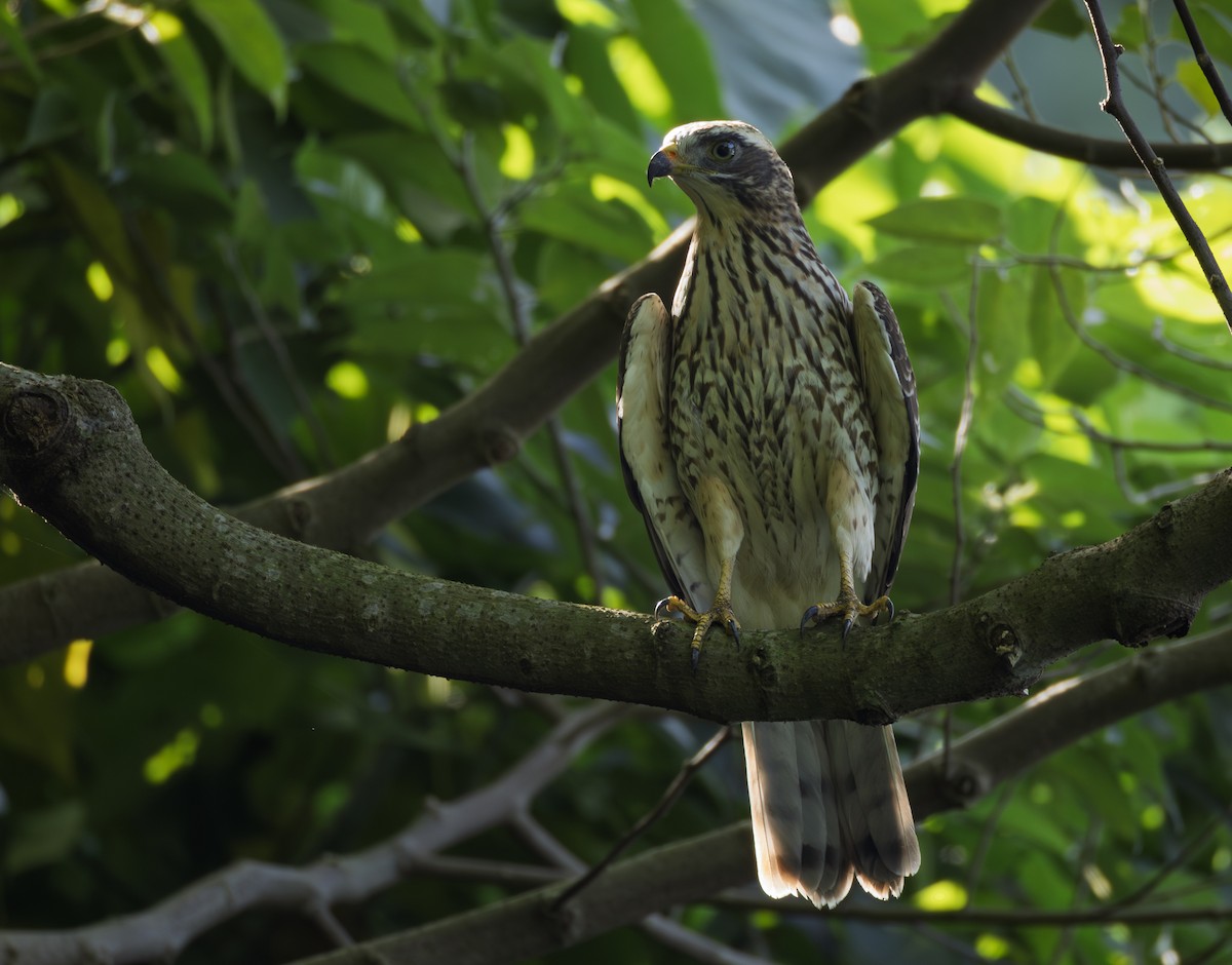 Gray-faced Buzzard - ML643932394