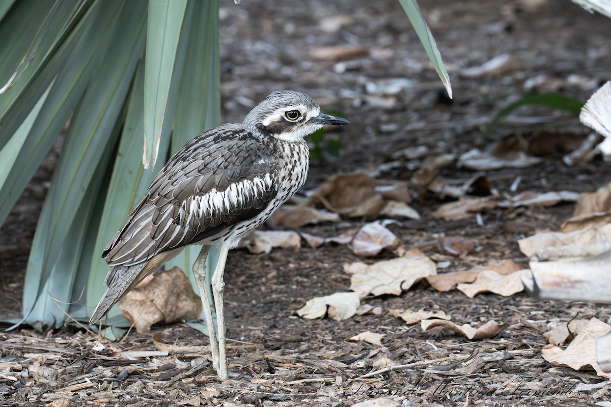 Bush Thick-knee - ML643932399
