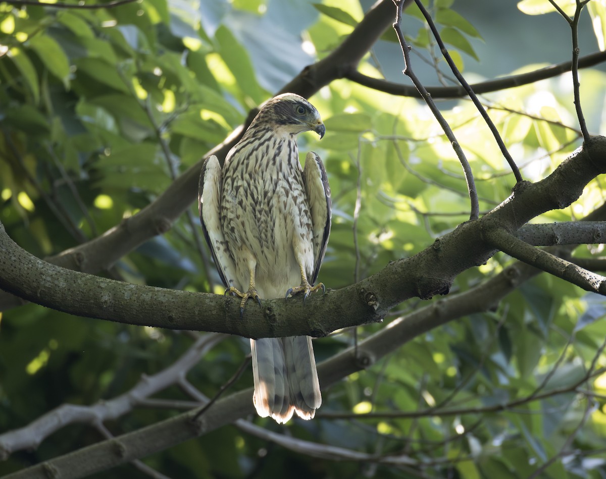 Gray-faced Buzzard - ML643932409