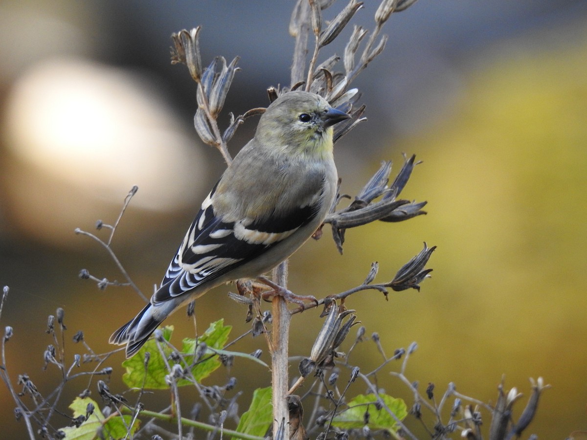American Goldfinch - ML643932438