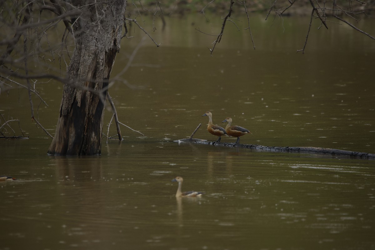 リュウキュウガモ - ML643932443