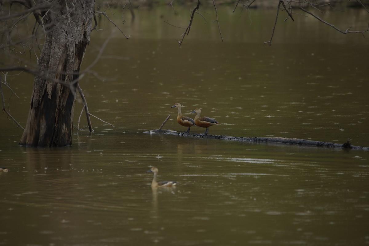 リュウキュウガモ - ML643932444