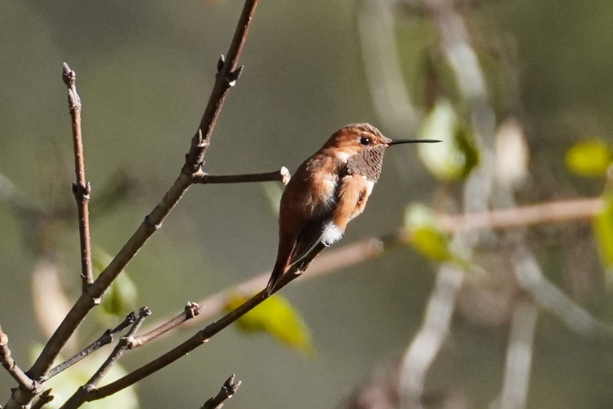Rufous Hummingbird - ML643932454