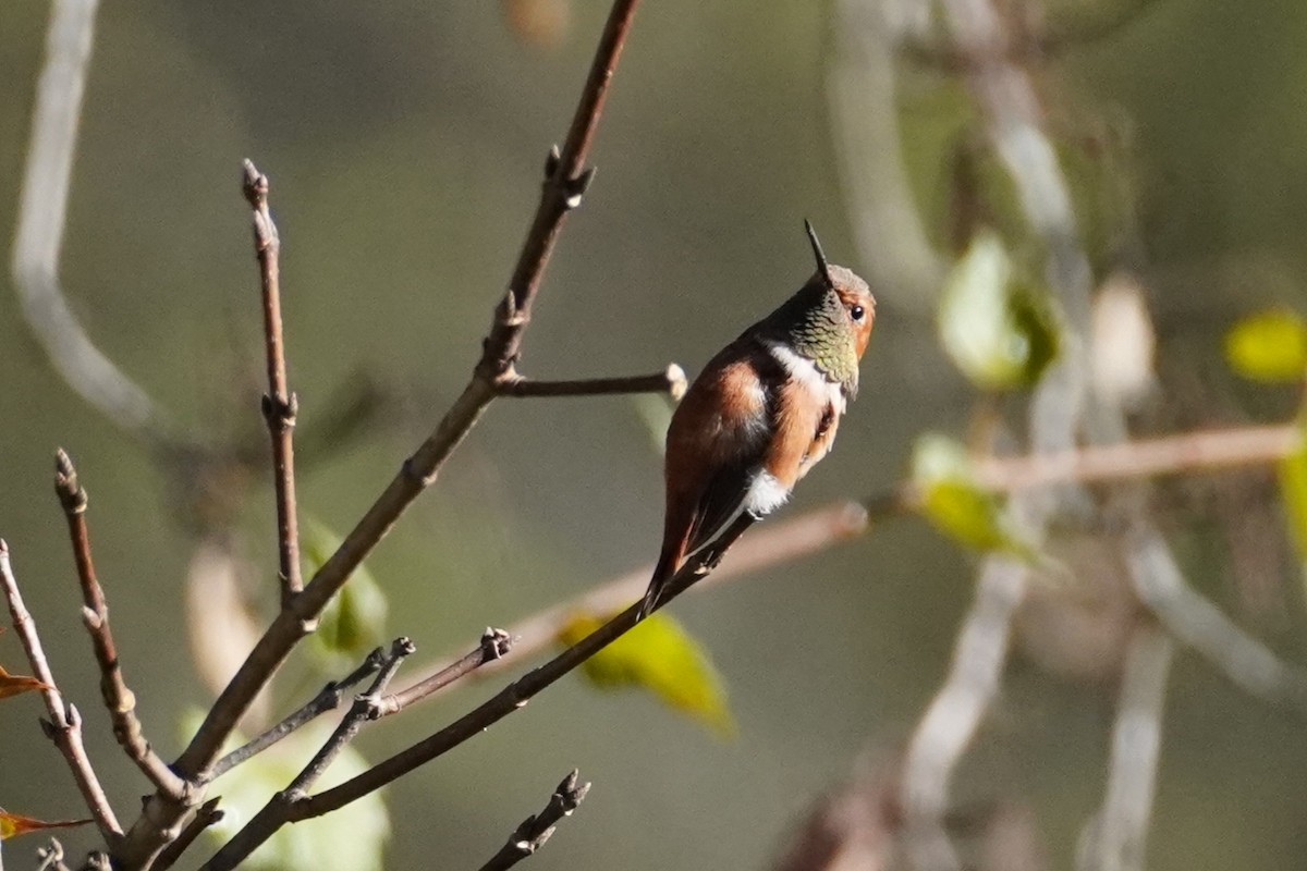 Rufous Hummingbird - ML643932455