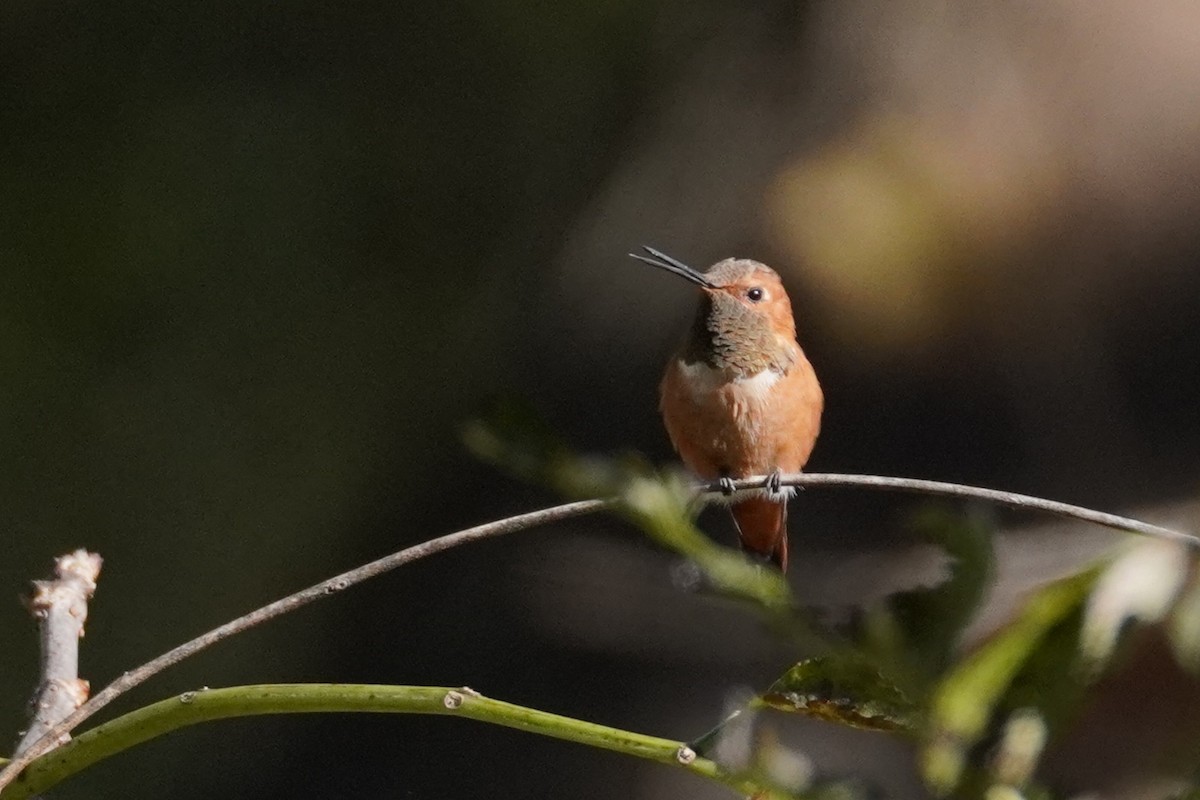 Rufous Hummingbird - ML643932456