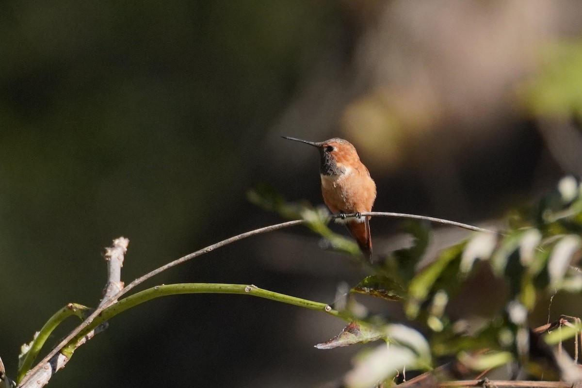 Rufous Hummingbird - ML643932457