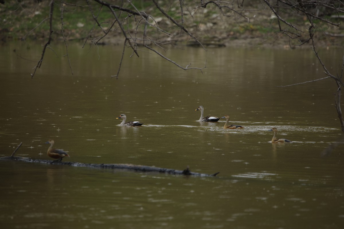 アカボシカルガモ - ML643932467