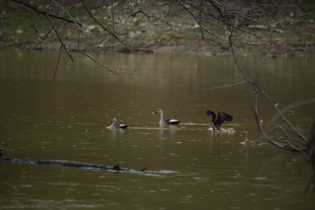 アカボシカルガモ - ML643932468