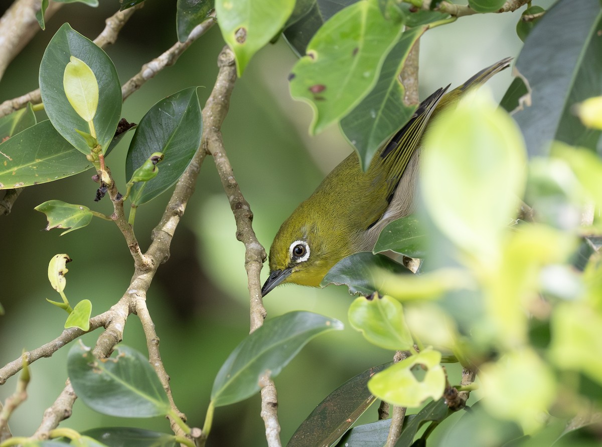 Warbling White-eye - ML643932474
