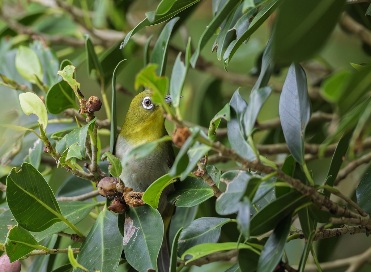 Warbling White-eye - ML643932475