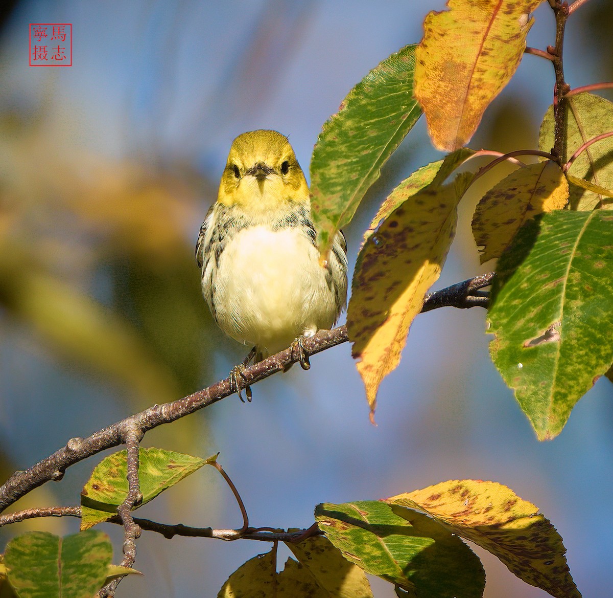 Black-throated Green Warbler - ML643932484