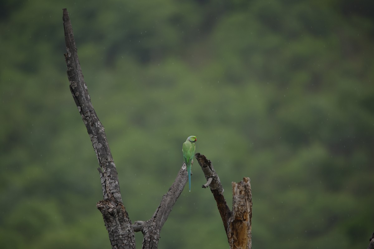 ホンセイインコ - ML643932489