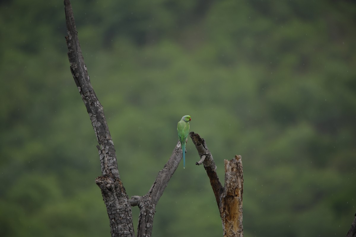 ホンセイインコ - ML643932490