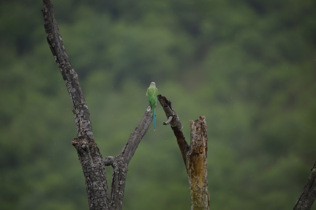 ホンセイインコ - ML643932492