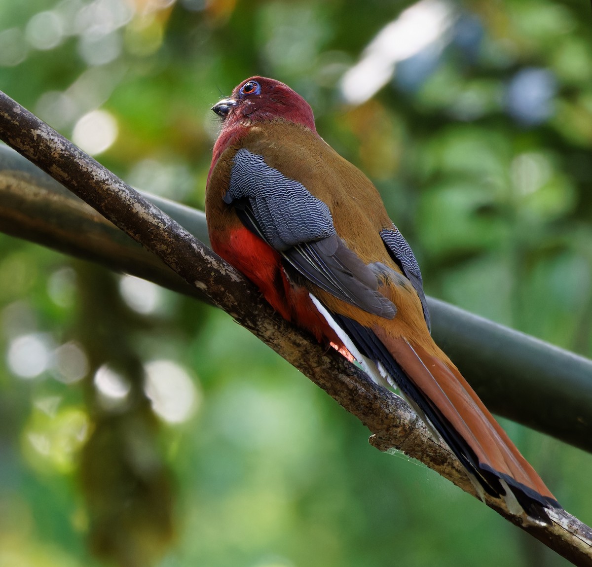 Red-headed Trogon - ML643932506