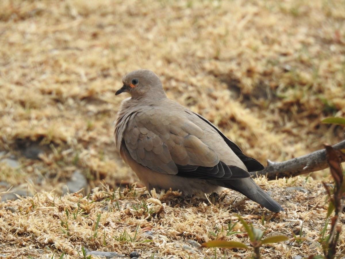 Eared Dove - ML643932520