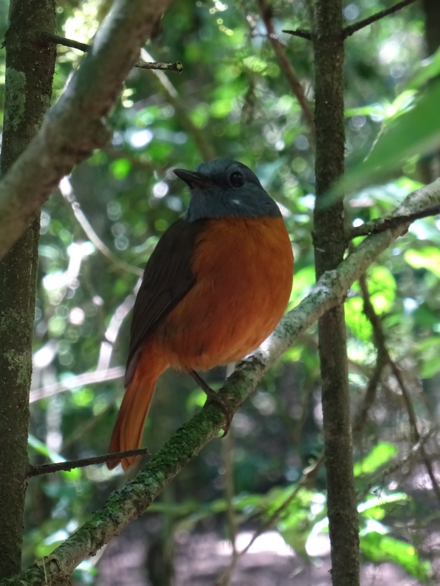 Amber Mountain Rock-Thrush - ML643932524