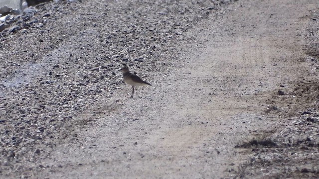 Mountain Plover - ML643932534