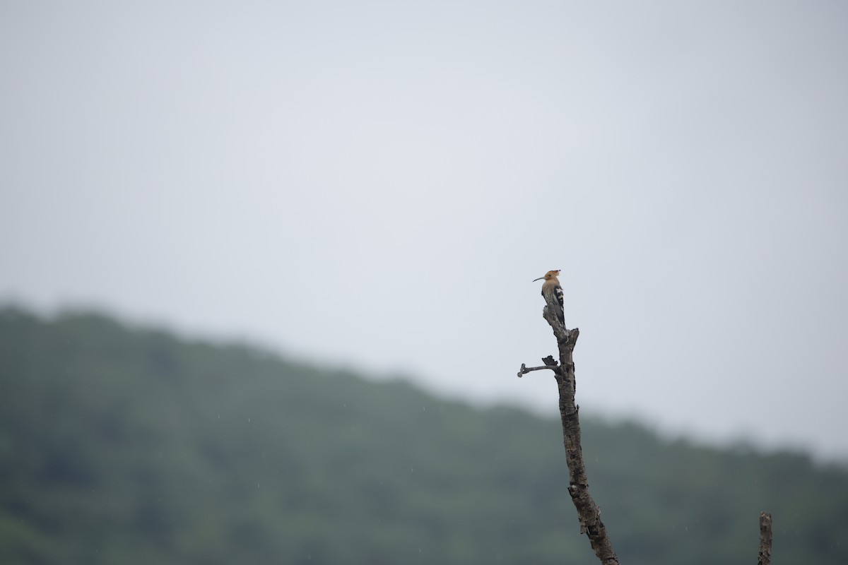 ヤツガシラ - ML643932541