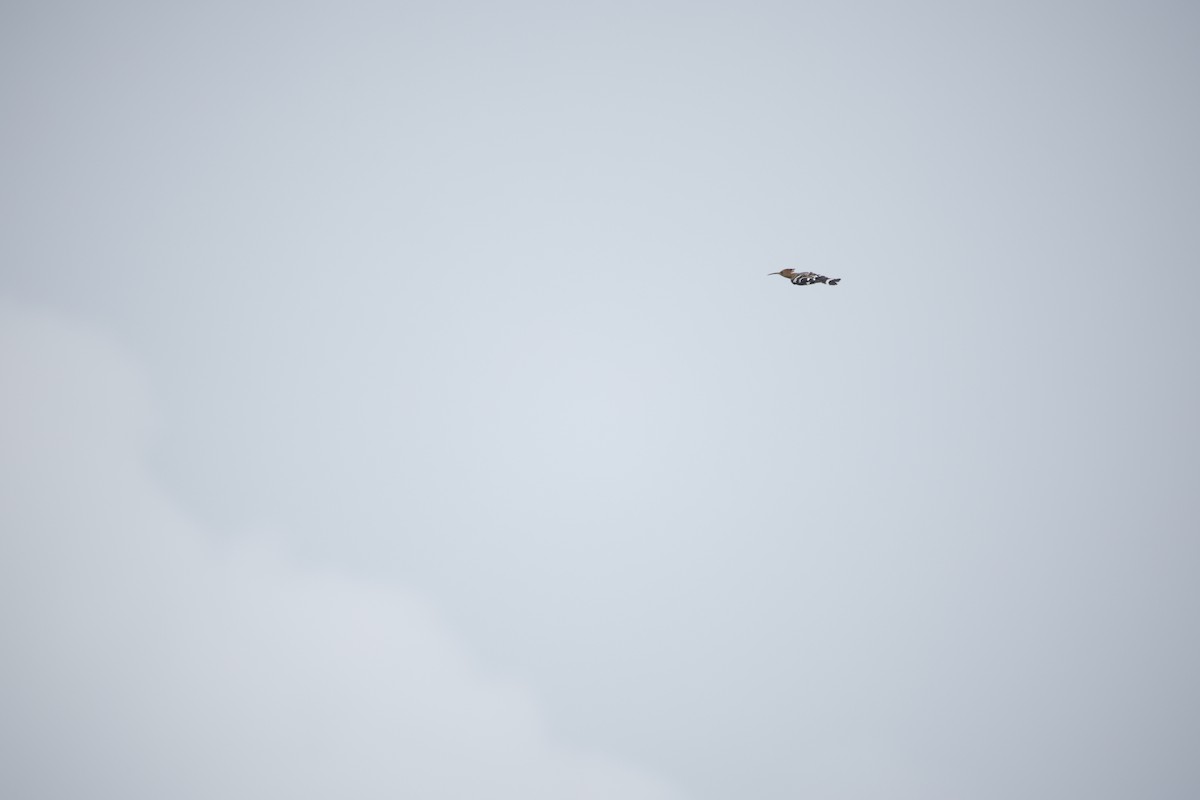 ヤツガシラ - ML643932542