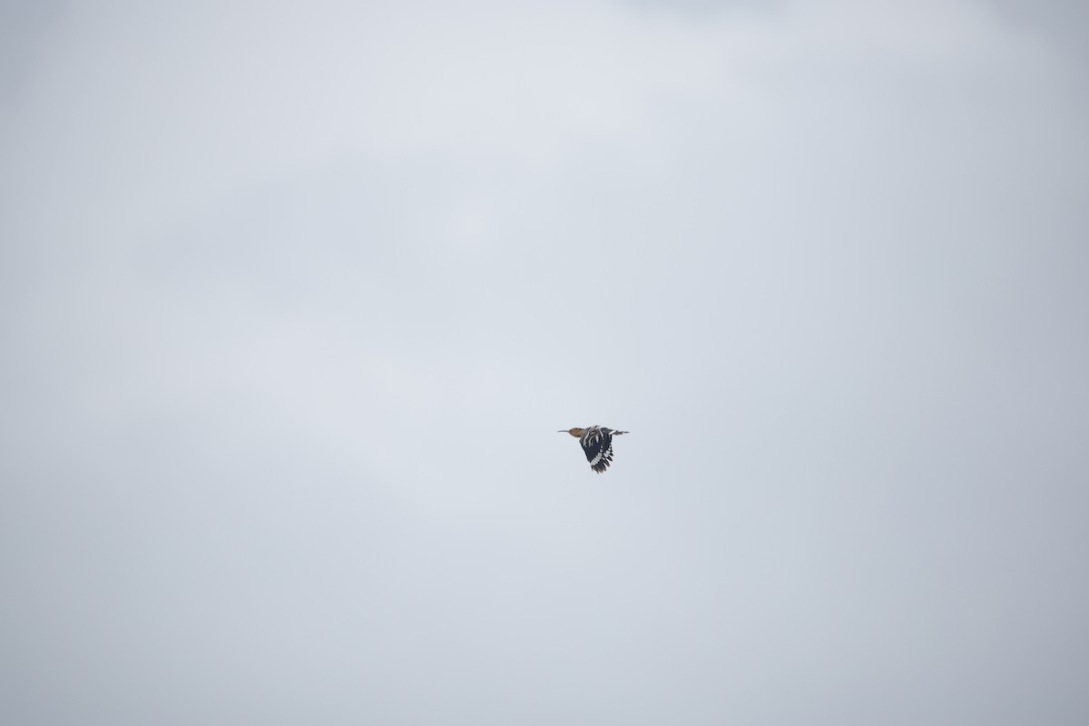 ヤツガシラ - ML643932543