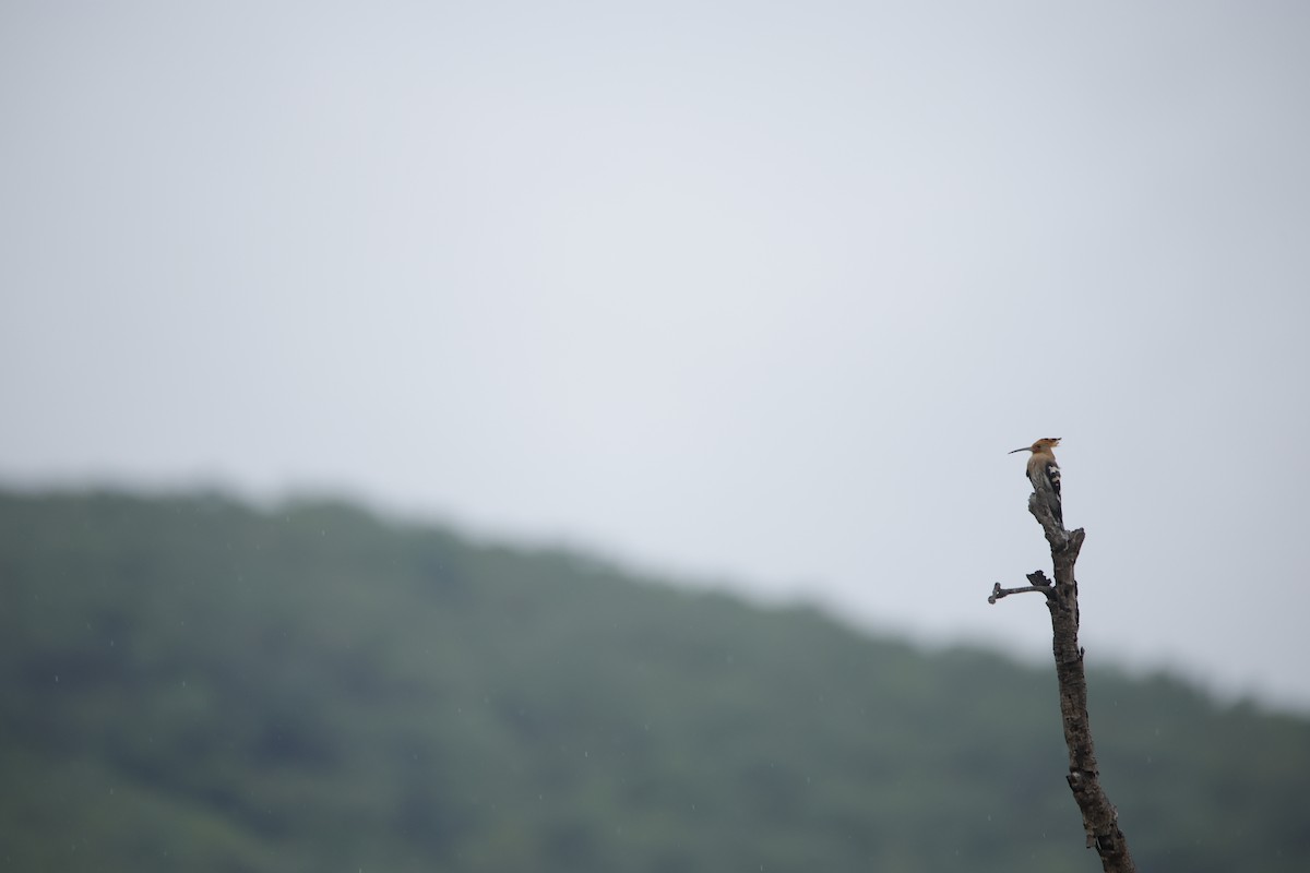 ヤツガシラ - ML643932544