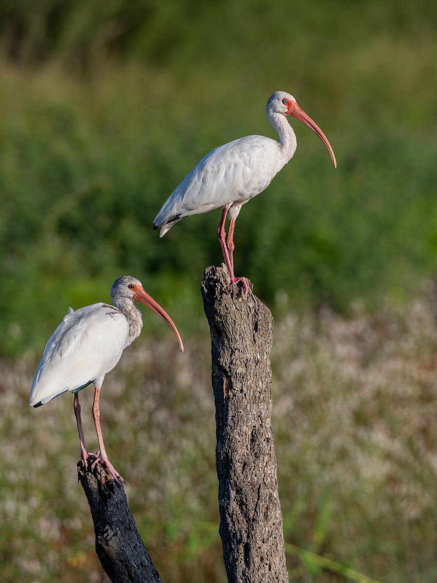 White Ibis - ML643932547
