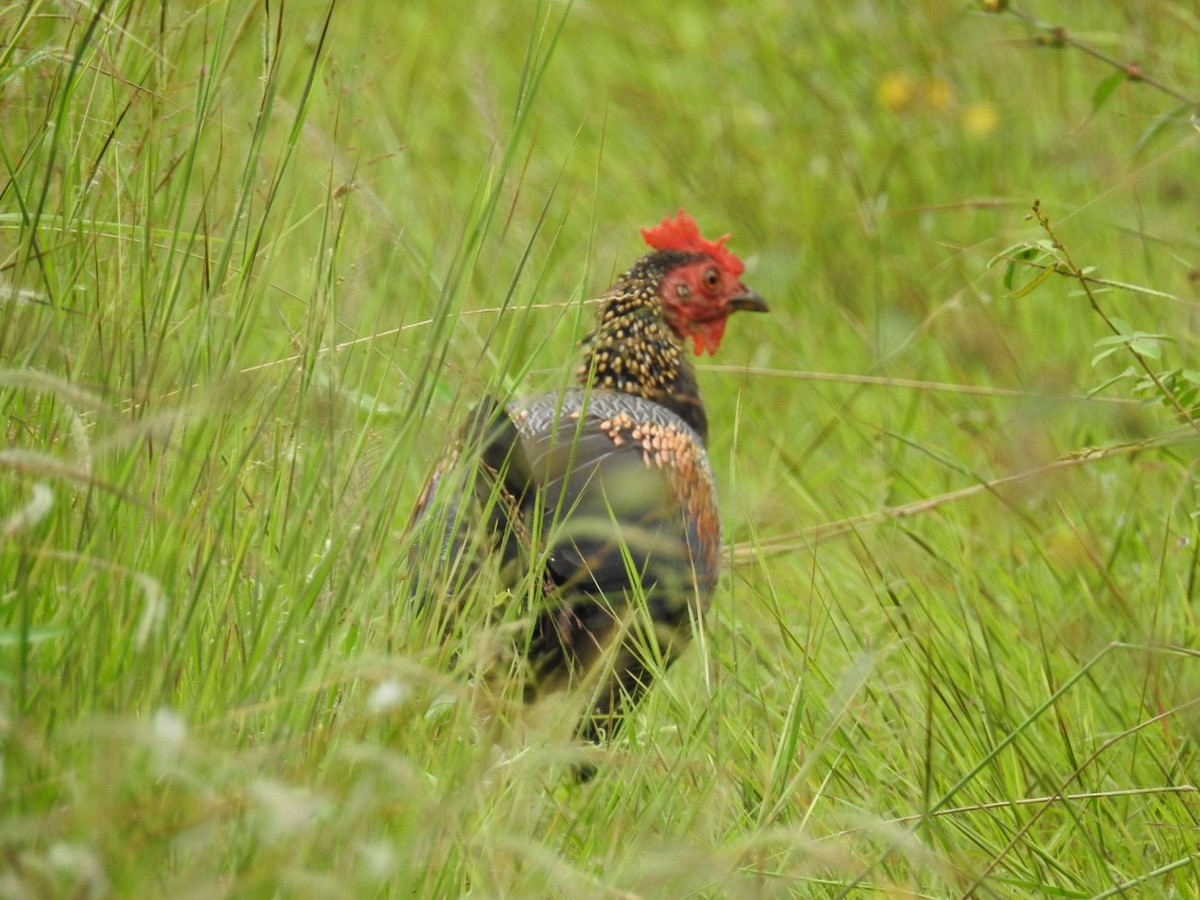 Gray Junglefowl - ML643932554