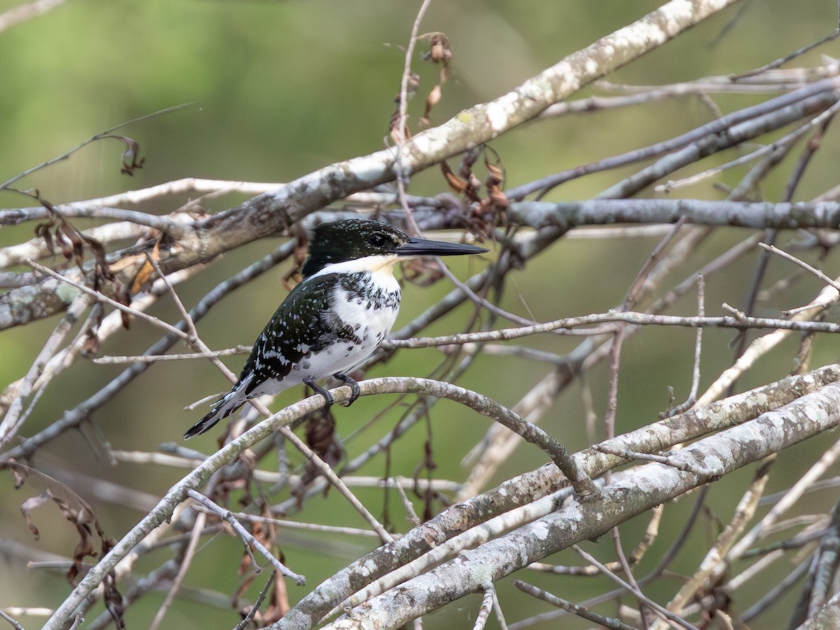 Green Kingfisher - ML643932562