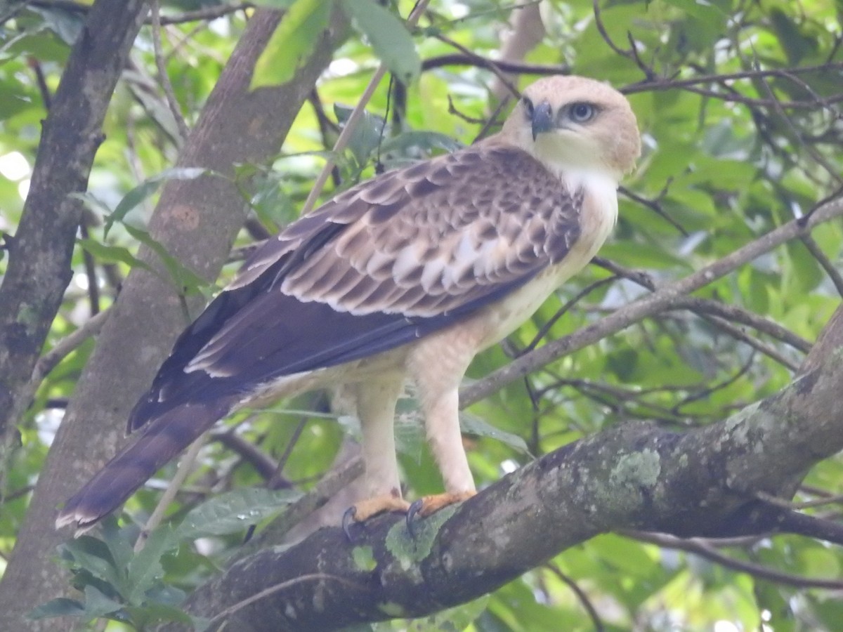 Changeable Hawk-Eagle - ML643932581