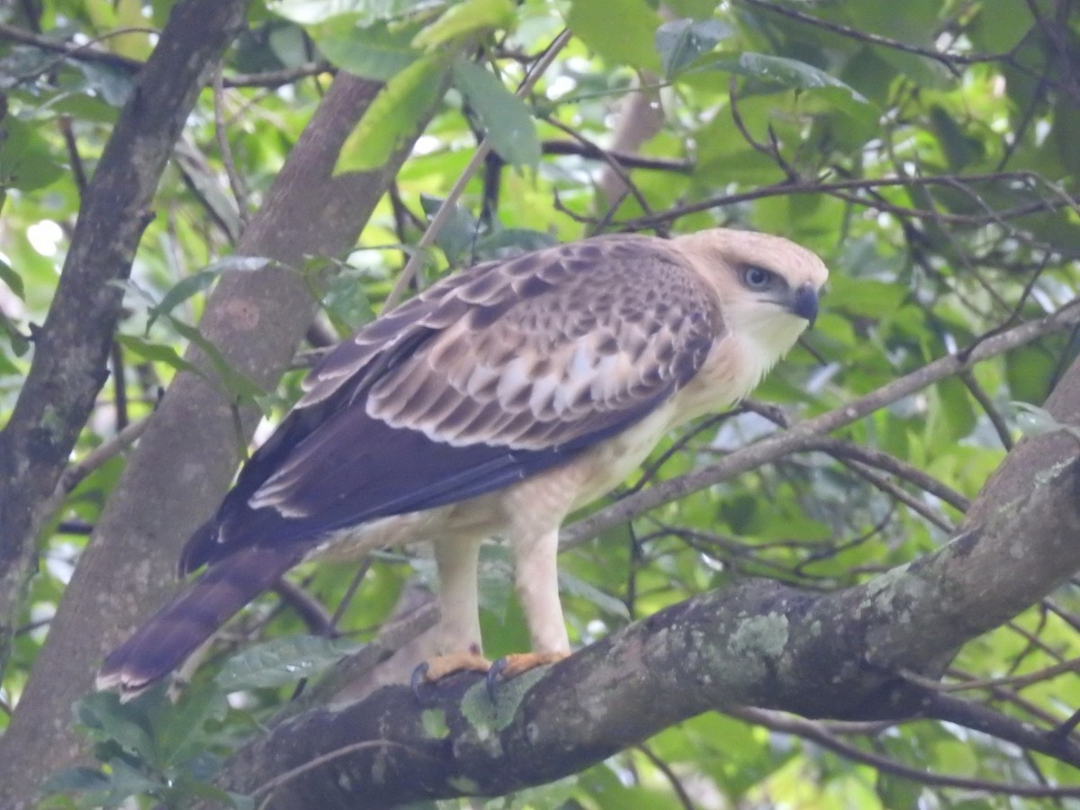 Changeable Hawk-Eagle - ML643932582
