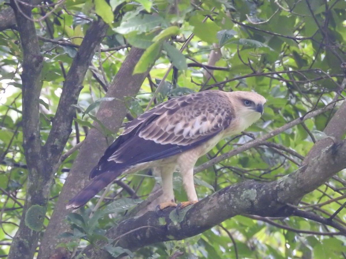 Changeable Hawk-Eagle - ML643932583