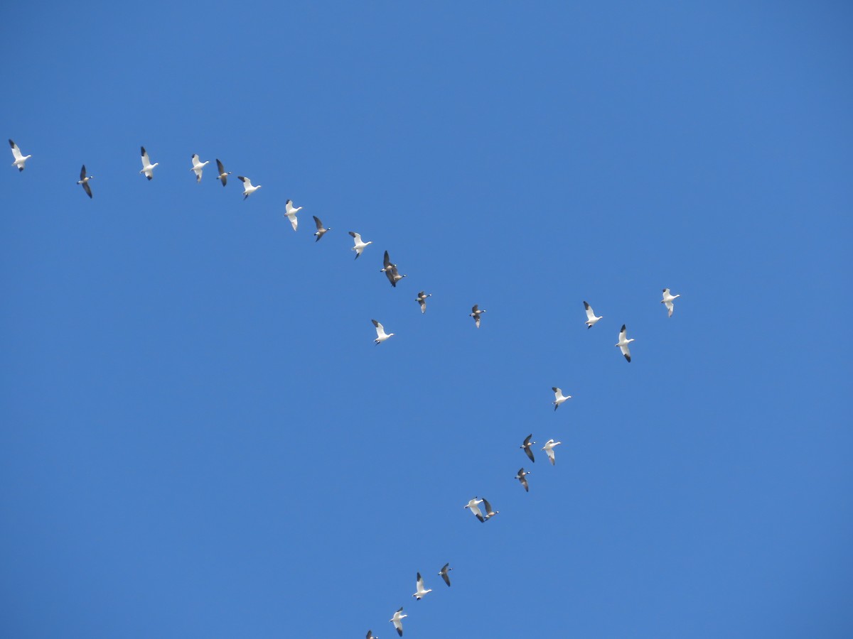 Snow Goose - ML643932584