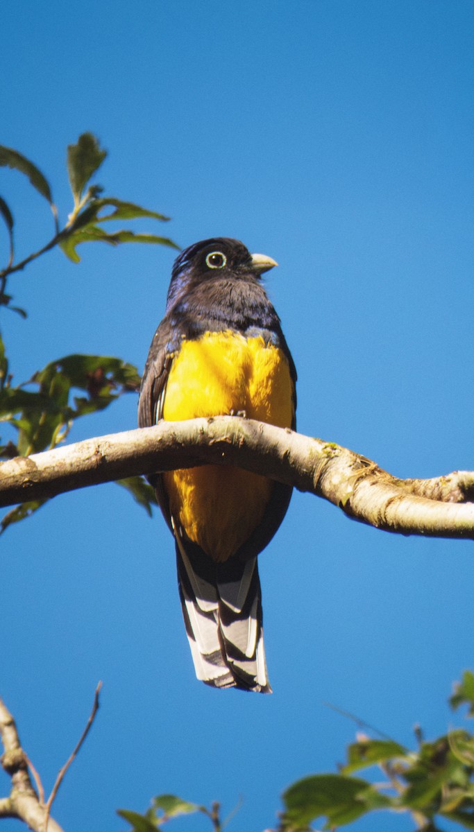 Green-backed Trogon - ML643932606